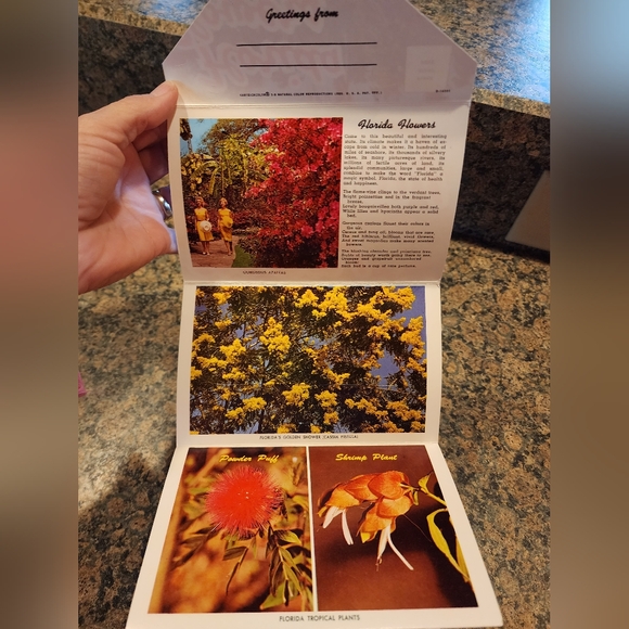 Postcard Set, Vintage, Florida Flowers - Picture 3 of 6